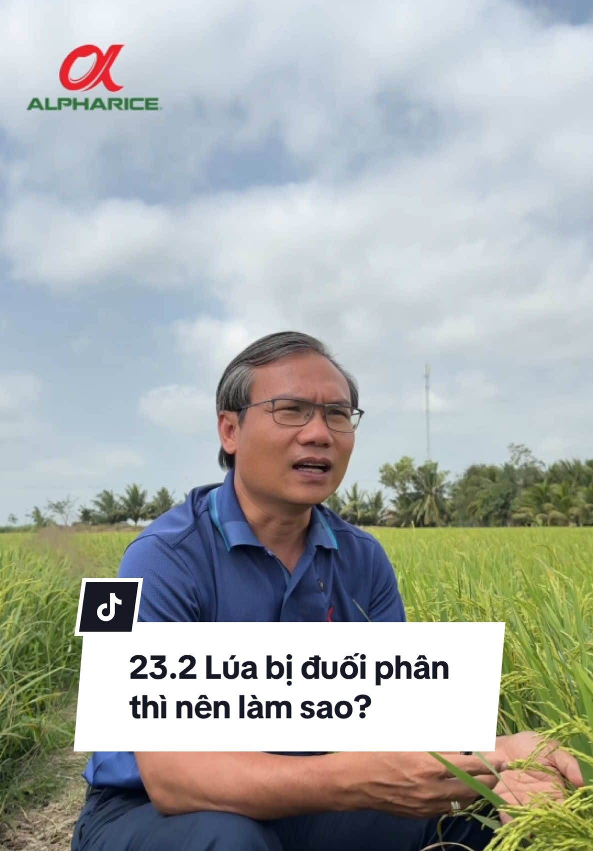 Lúa bị đuối phân thì nên làm sao?