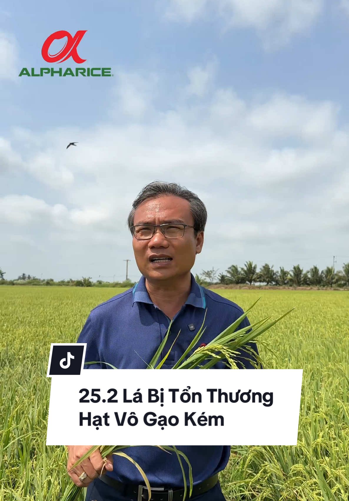 Lá bị tổn thương hạt vô gạo kém