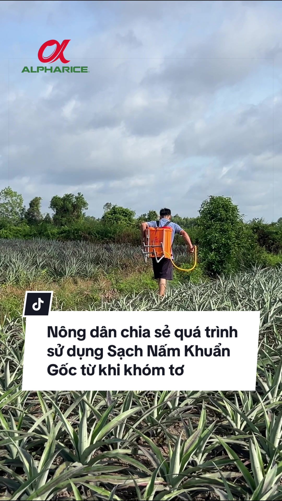 Nông dân chia sẻ quá trình sử dụng Sạch Nấm Khuẩn Gốc từ khi khóm tơ