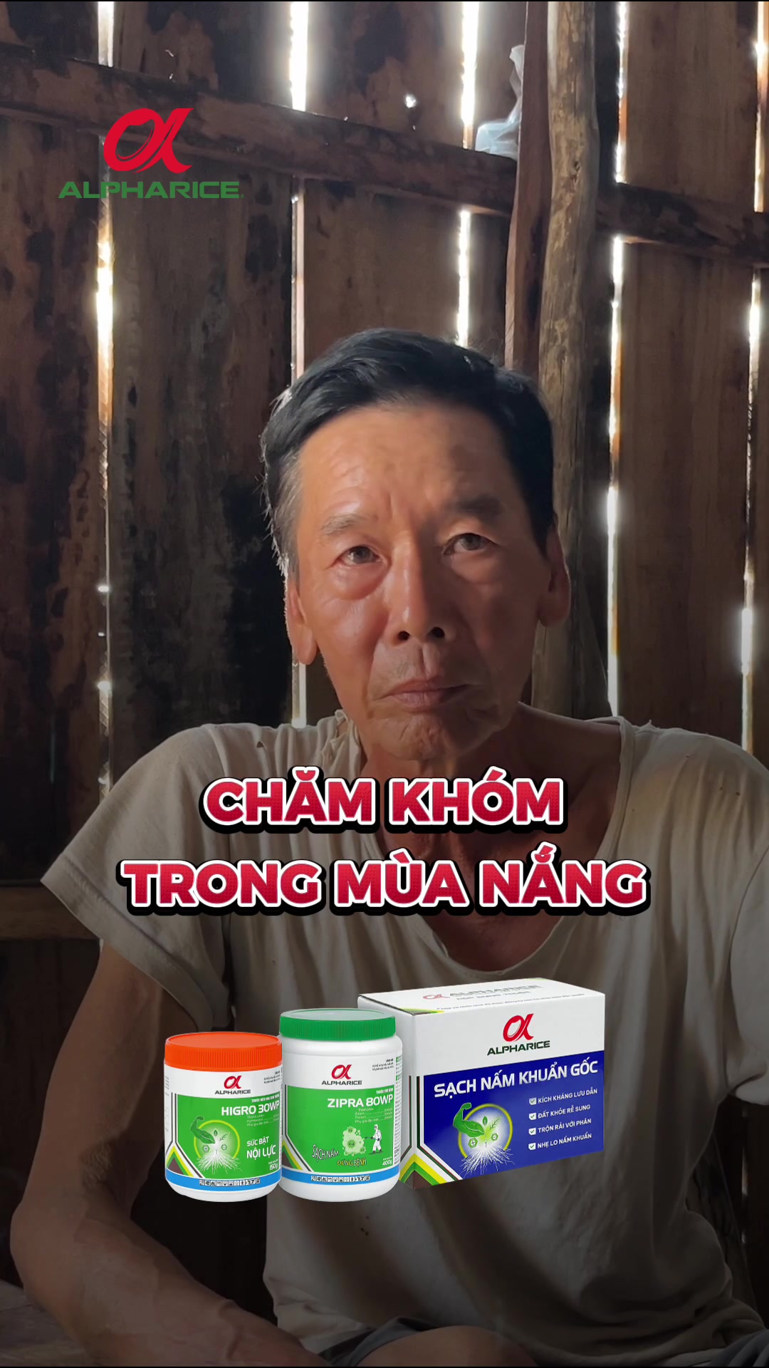 Nông dân chia sẻ kinh nghiệm chăm sóc khóm mùa nắng
