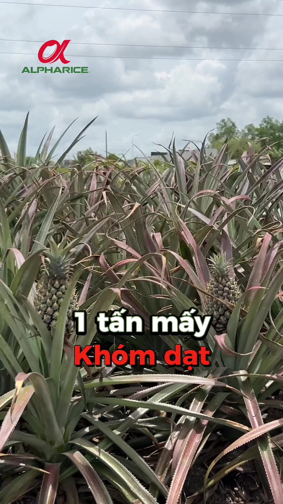 Nông dân chia sẻ quá trình sử dụng Sạch Nấm Khuẩn Gốc trên khóm đỏ lá, thối rễ