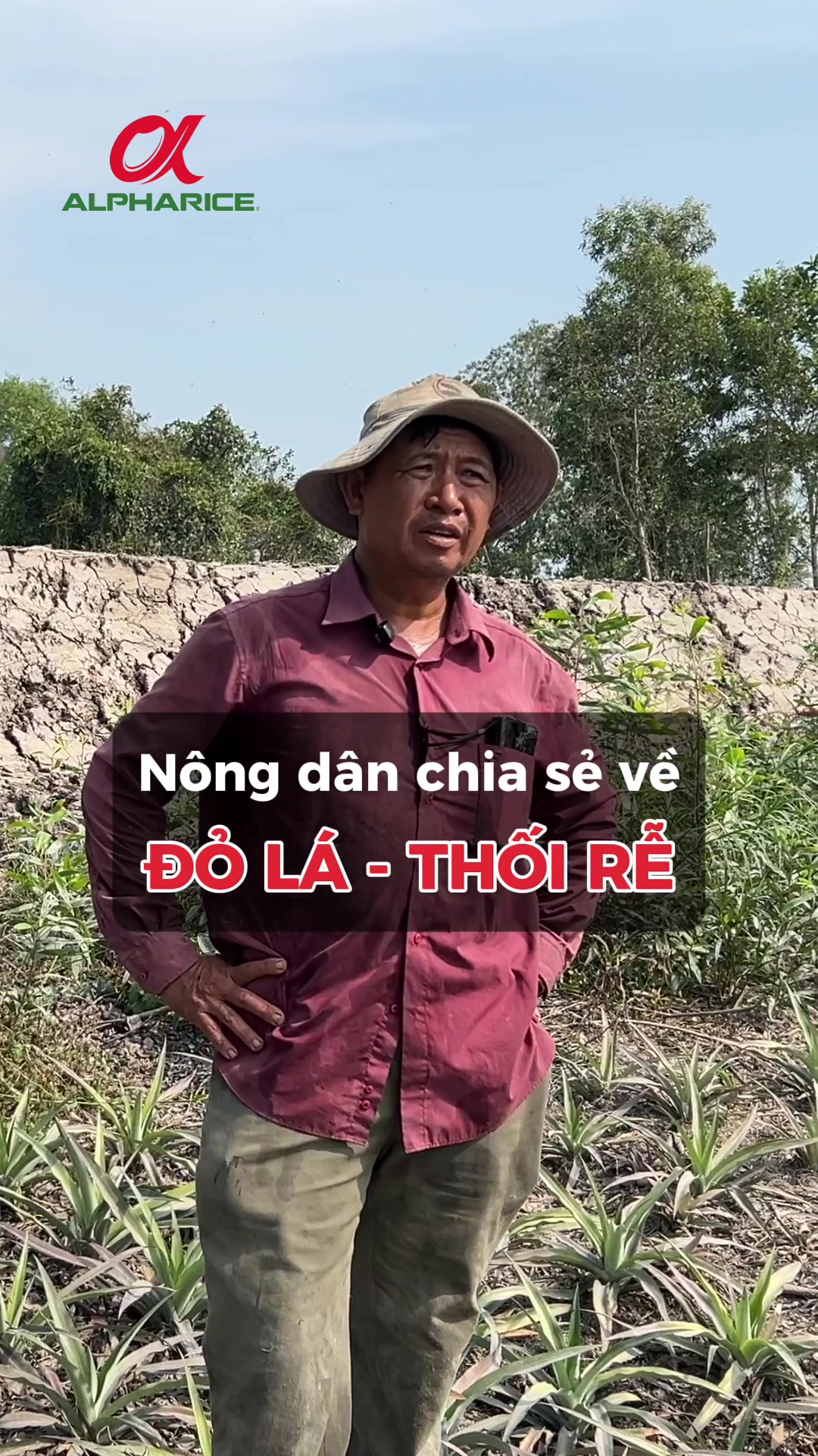 Nông dân chia sẻ về bệnh ĐỎ LÁ, THỐI RỄ trên cây khóm