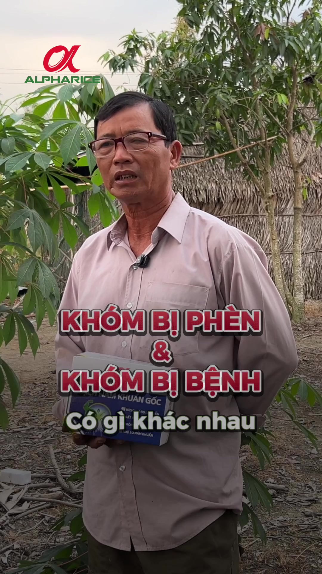 Nông dân chia sẻ kinh nghiệm phân biệt khóm bị phèn và khóm bệnh vàng lá