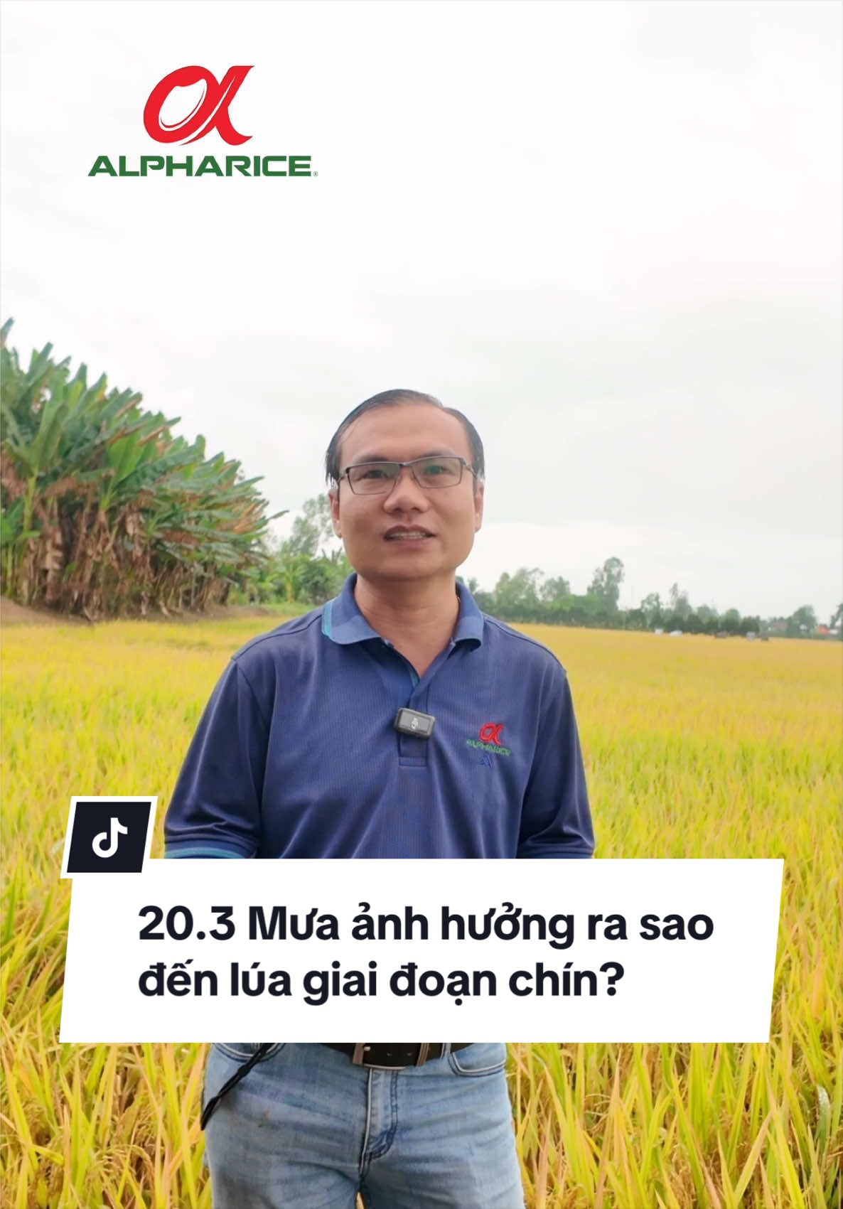 Mưa ảnh hưởng ra sau khi lúa giai đoạn chín?