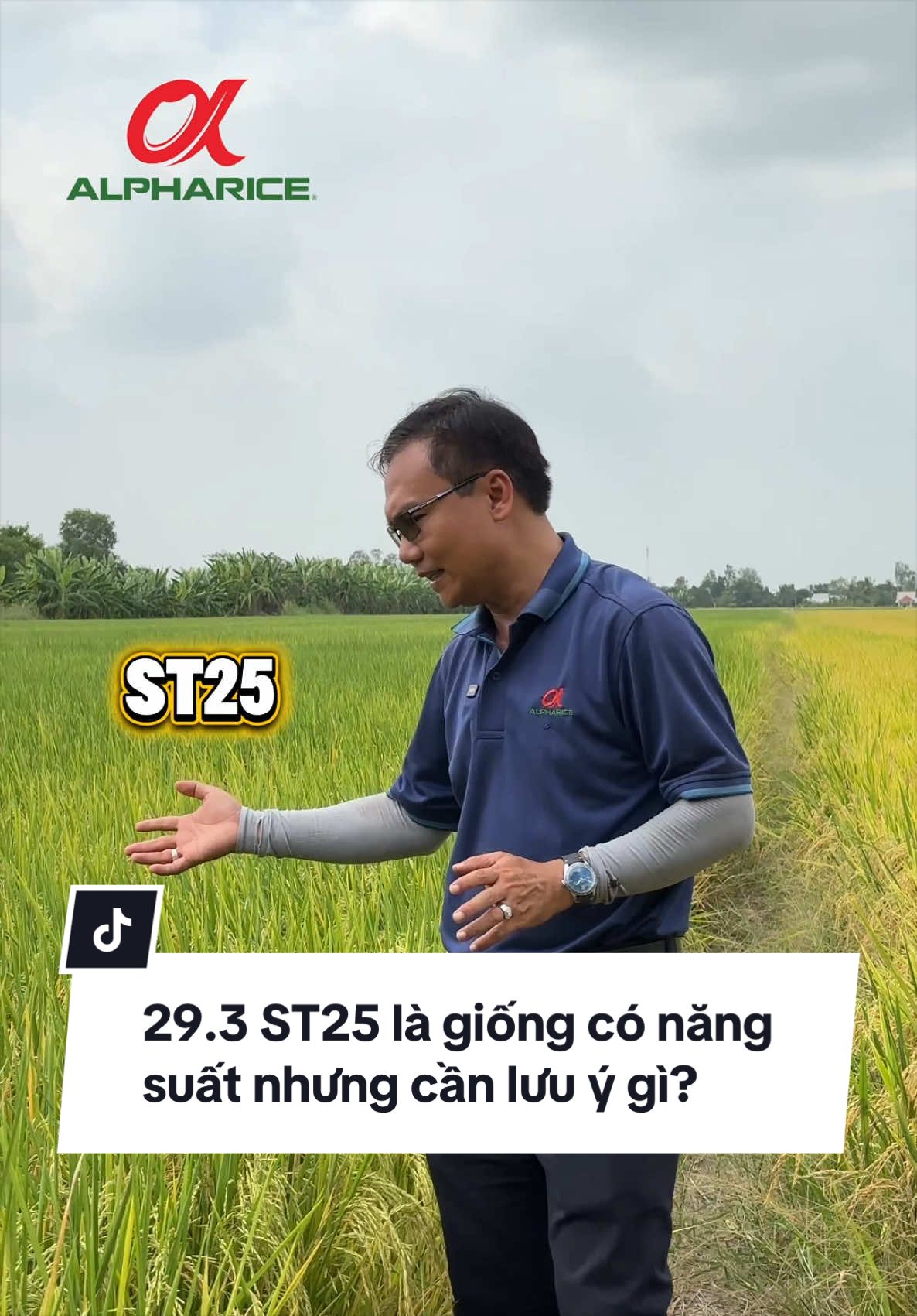 ST25 là giống lúa có năng suất nhưng cần để ý gì?