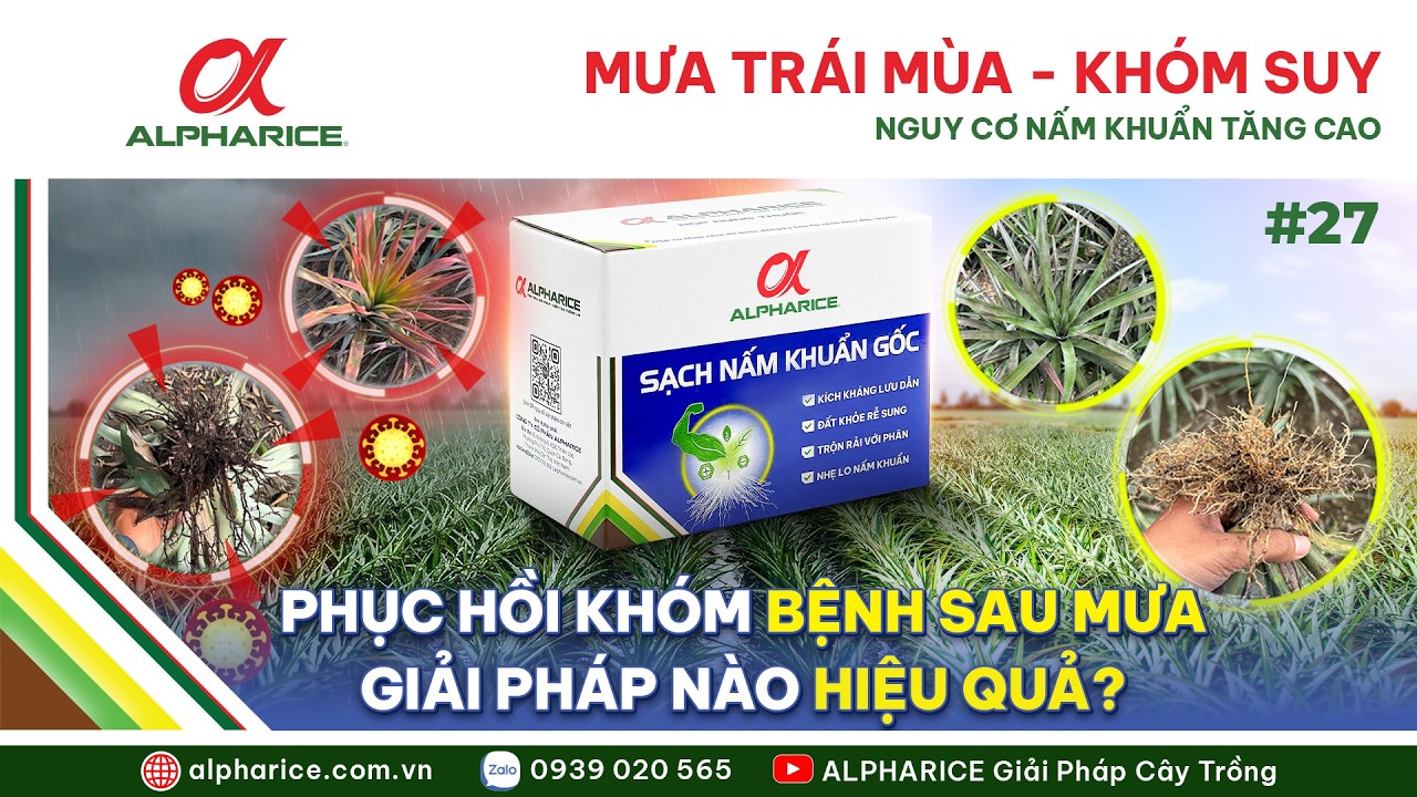 SAU MƯA TRÁI MÙA: VÌ SAO VƯỜN KHÓM DỄ BÙNG PHÁT NẤM KHUẨN?