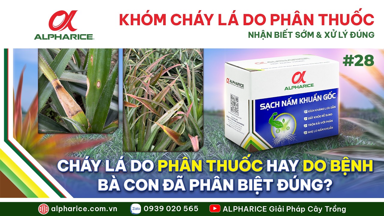 KHÓM CHÁY LÁ DO PHÂN THUỐC – NHẬN BIẾT SỚM VÀ CÁCH XỬ LÝ ĐÚNG