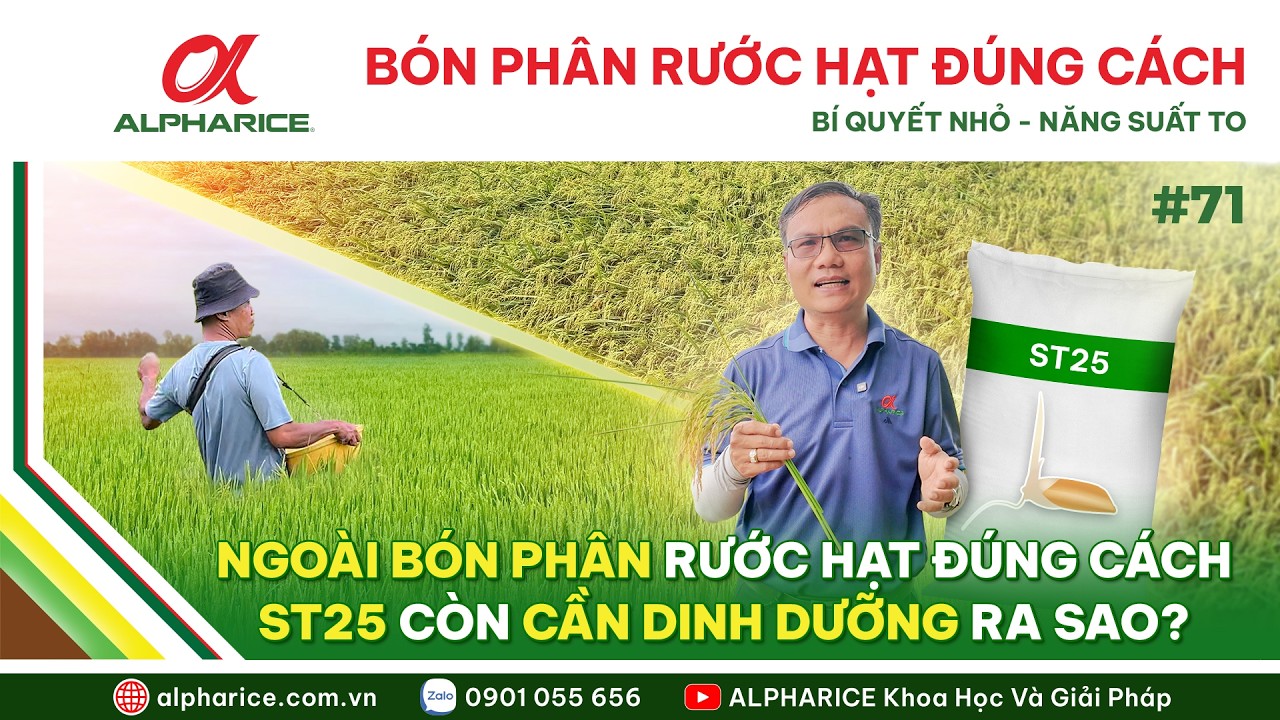 BÓN PHÂN RƯỚC HẠT ĐÚNG CÁCH: BÍ QUYẾT NHỎ - NĂNG SUẤT TO