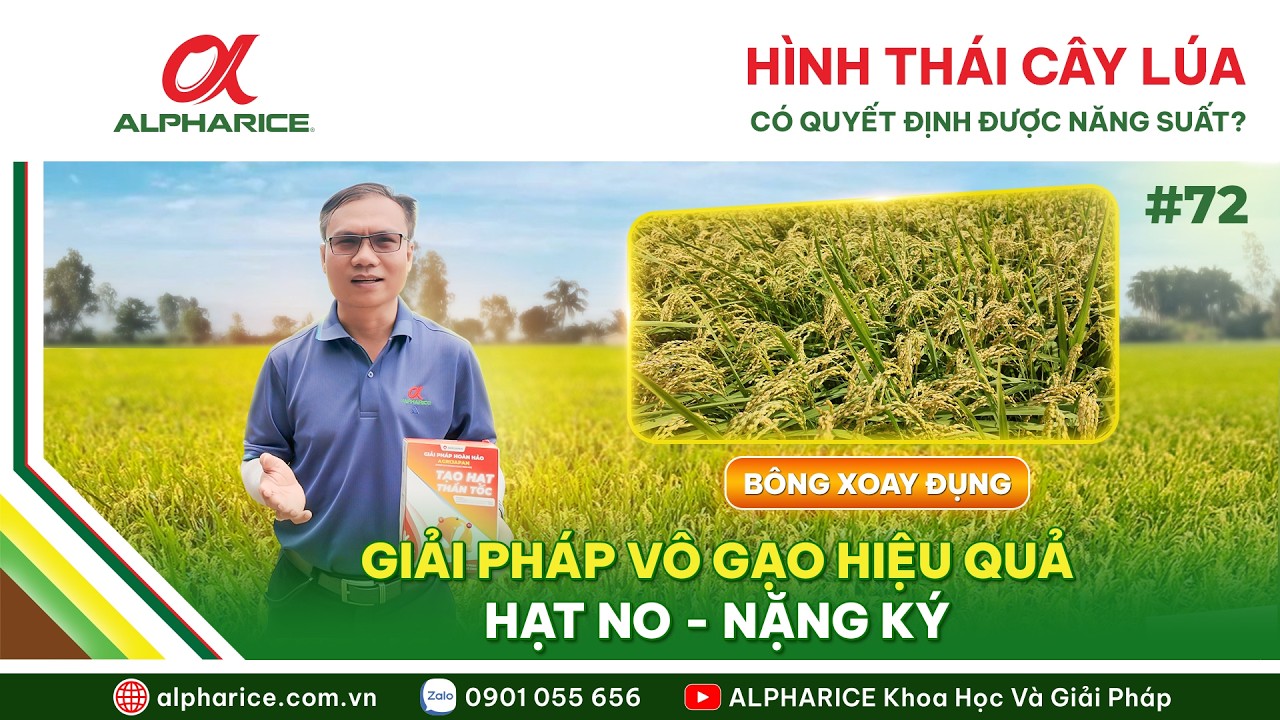 NHÌN VÀO ĐÂU ĐỂ BIẾT LÚA TRÚNG?
