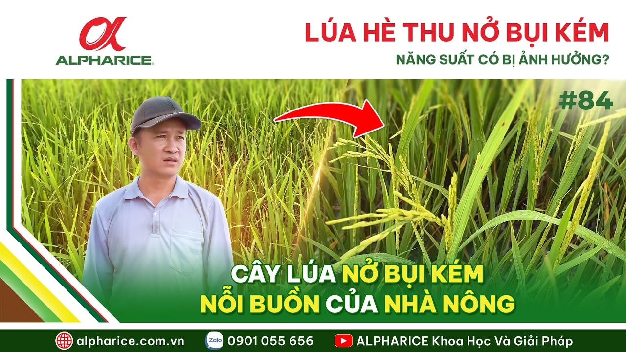 KHẮC PHỤC TÌNH TRẠNG NỞ BỤI KÉM - TIẾP SỨC LÚA KHỎE GIAI ĐOẠN SAU