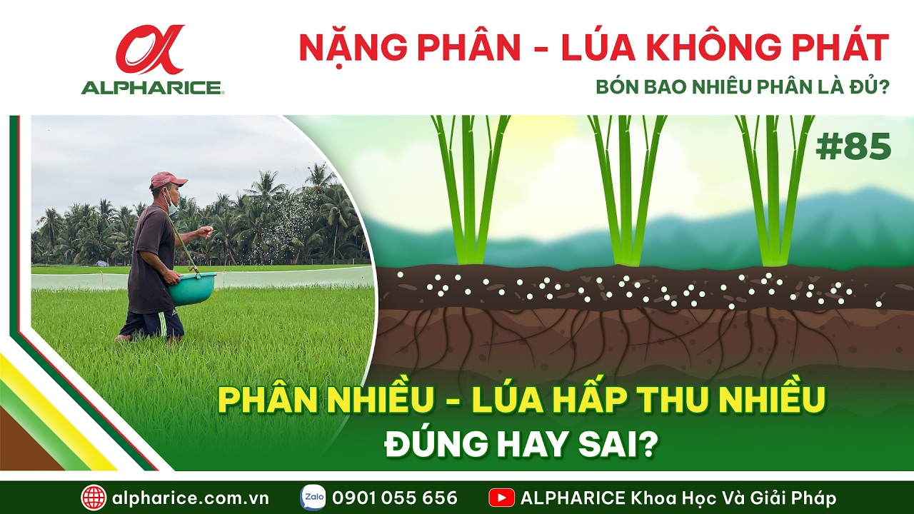 NẶNG PHÂN NHƯNG LÚA KHÔNG PHÁT? VẤN ĐỀ NẰM Ở ĐÂU?