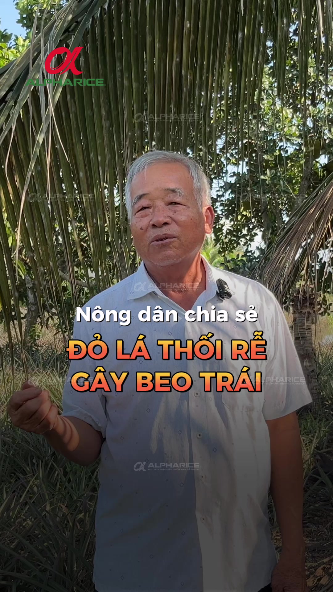 “Khóm đỏ lá, cháy lá không xử lý sớm cây dễ bị beo trái khi thu hoạch