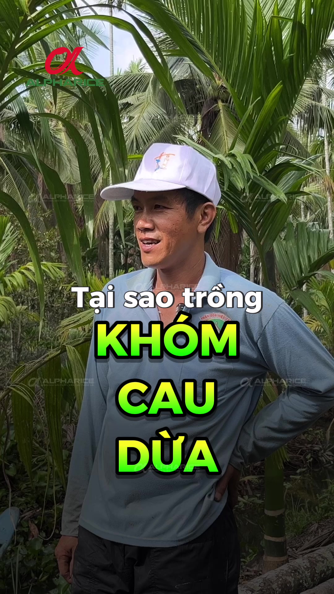 Mô hình trồng xen canh khóm - cau - dừa ở Gò Quao (cũ)