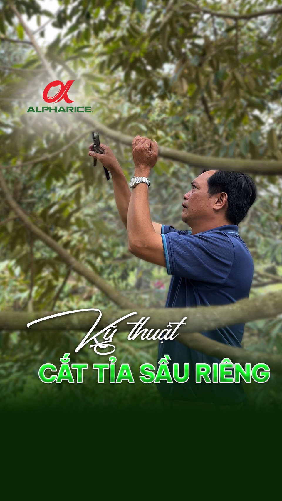 Kỹ thuật cắt tỉa sầu riêng