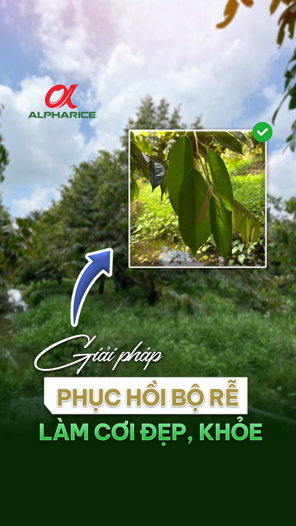 Giải pháp phục hồi bộ rễ