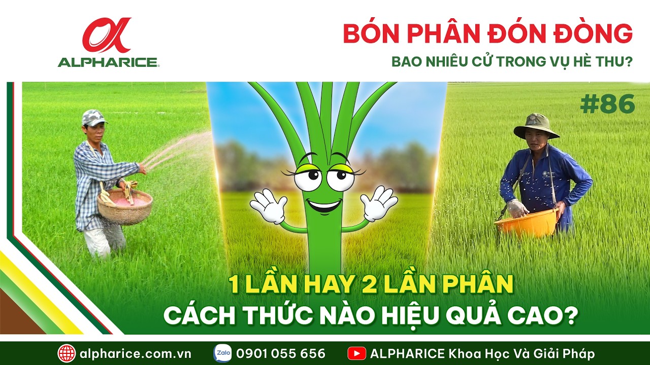 BÓN PHÂN ĐÓN ĐÒNG BAO NHIÊU CỬ LÀ TỐT ĐỐI VỚI VỤ HÈ THU?