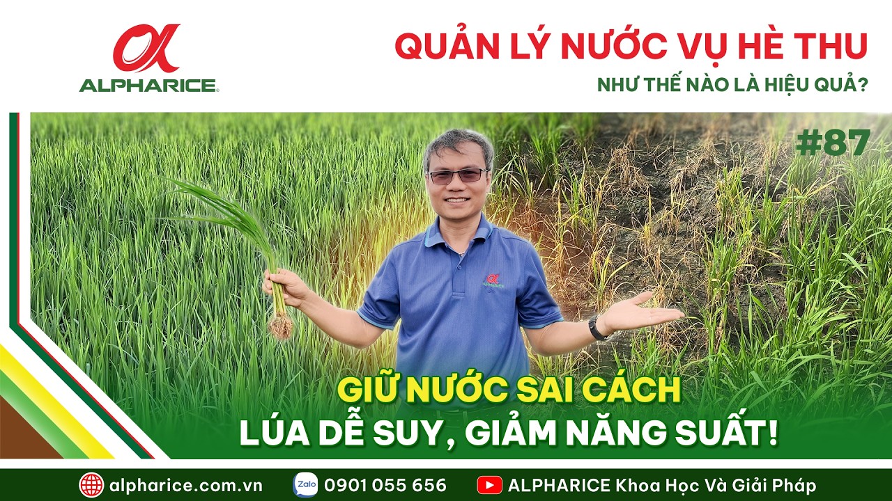 KỸ THUẬT QUẢN LÝ NƯỚC HIỆU QUẢ CHO VỤ HÈ THU
