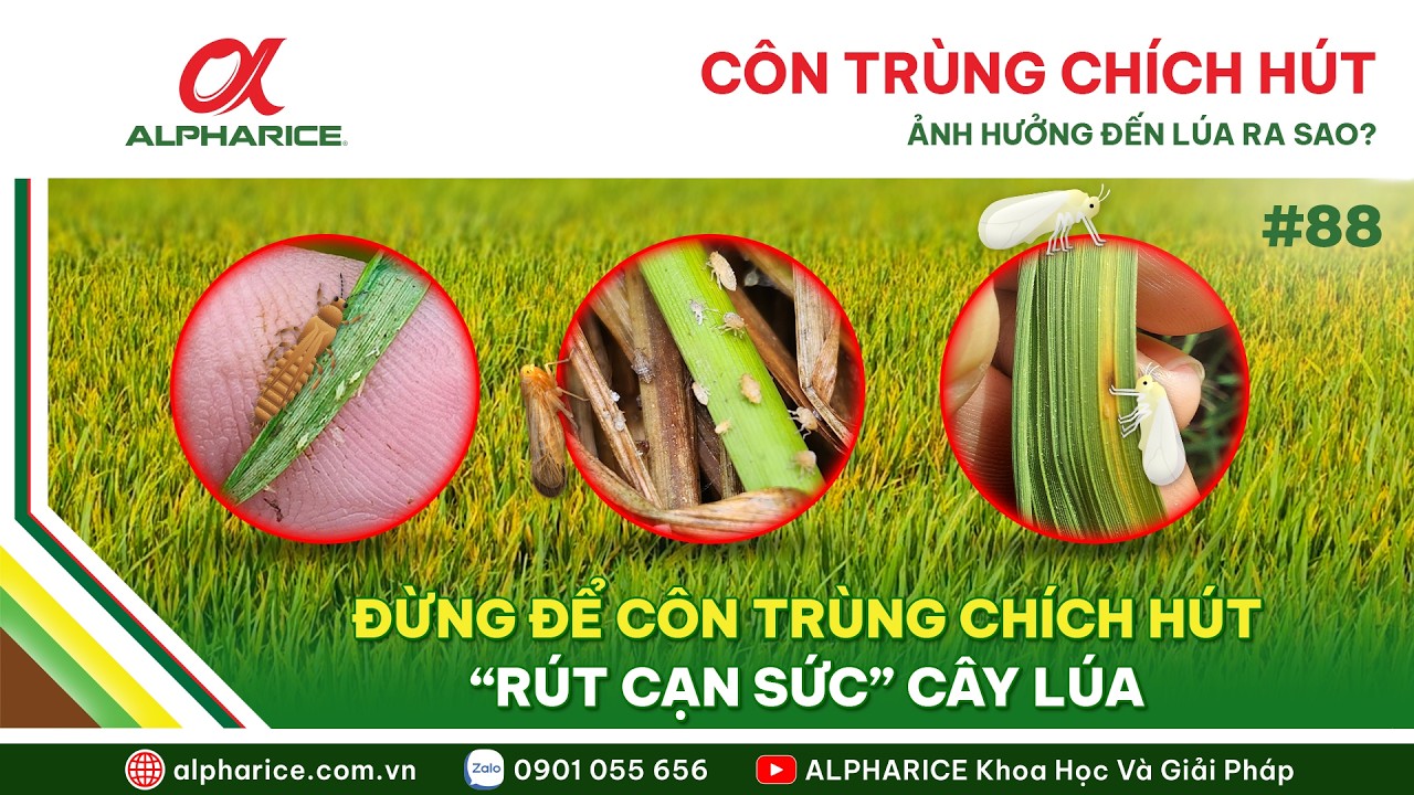 ĐỪNG CHỦ QUAN CÔN TRÙNG CHÍCH HÚT - KÍCH THƯỚC NHỎ, GÂY HẠI TO