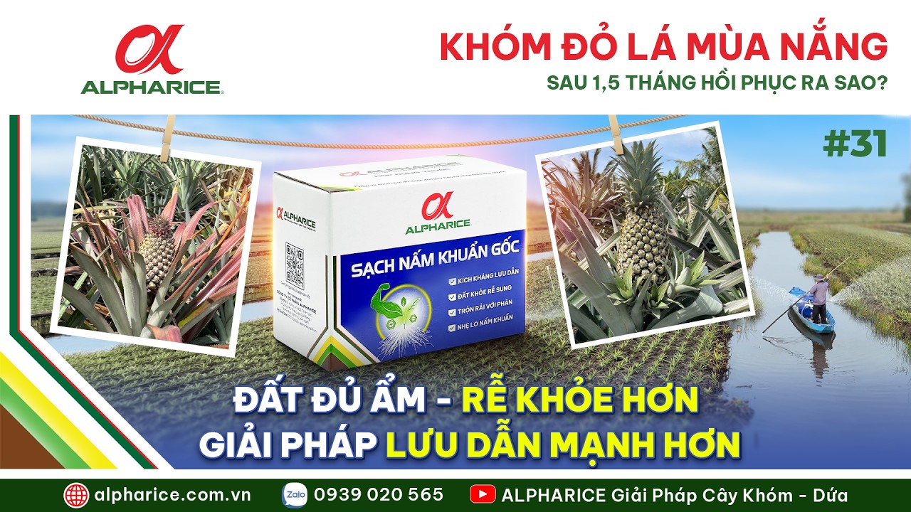 KHÓM ĐỎ LÁ MÙA NẮNG - SAU 1,5 THÁNG PHỤC HỒI RA SAO?