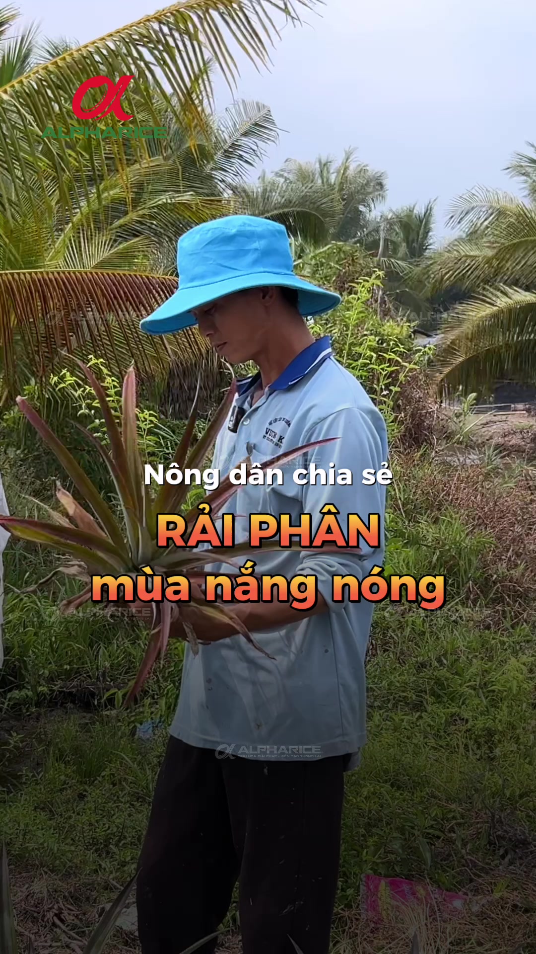 Trời nắng nóng, đất khô, thiếu ẩm rải phân sao cho cây khóm dễ hấp thu