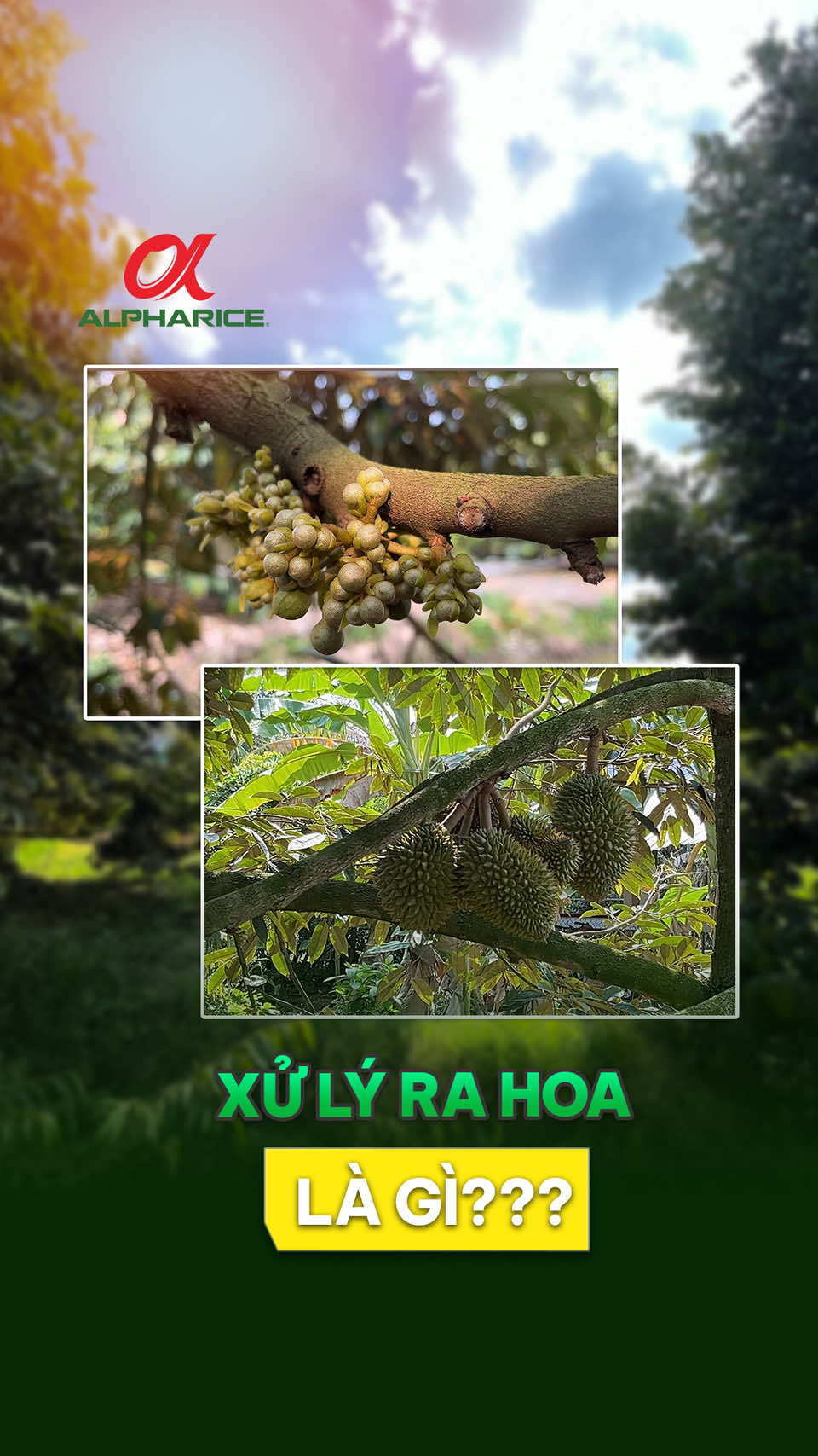 Xử lý ra hoa Sầu Riêng là gì?