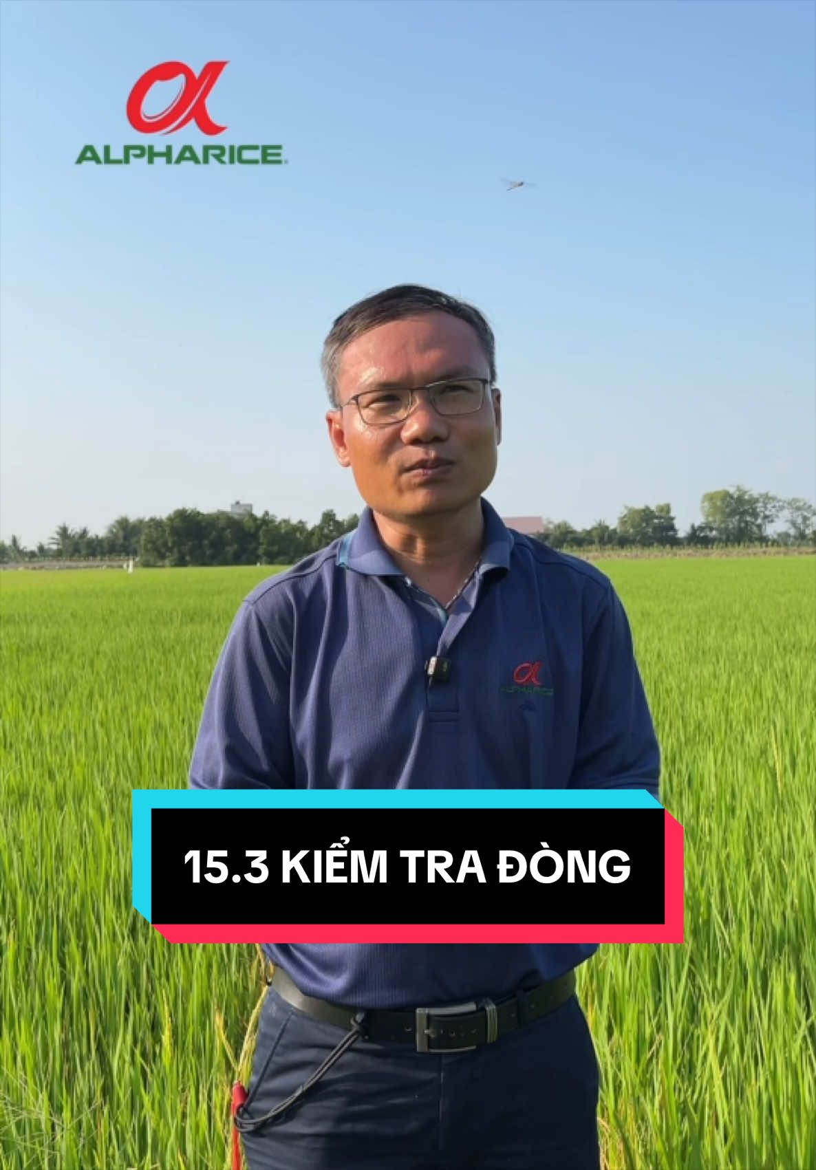 Kiểm tra lúa sau 21 ngày