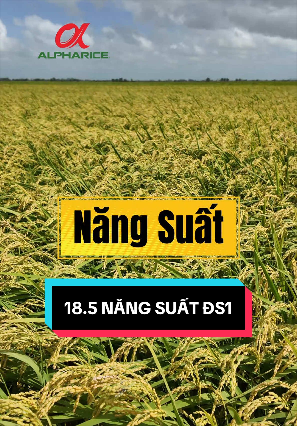 Canh tác ĐS1 cần lưu ý gì?