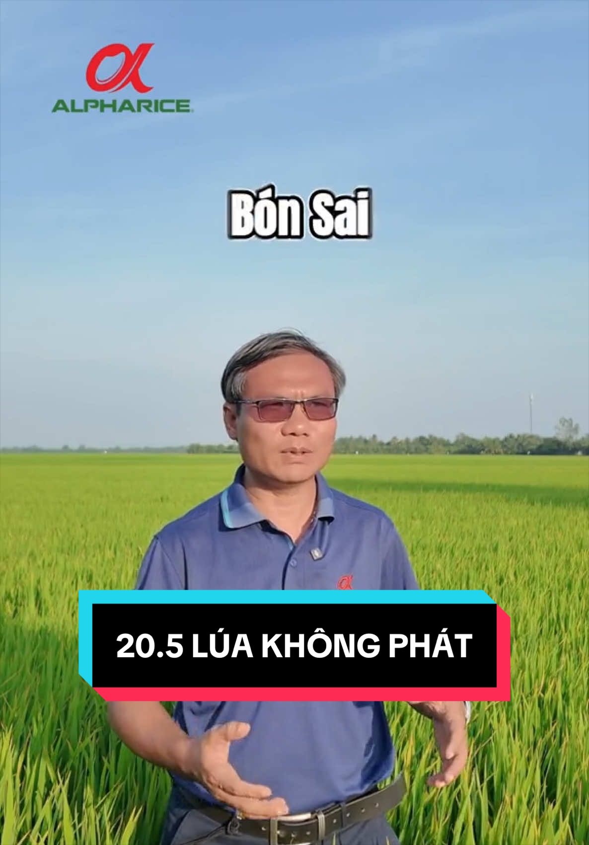 Bón phân hoài mà lúa không phát là vì sao?